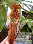 Nepenthes spectabilis x veitchii 4